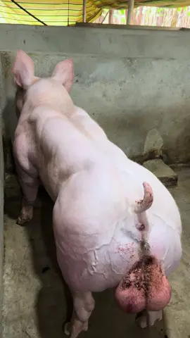 BELGA ELITE🔥🧬🐷#viral #parati #fyp 