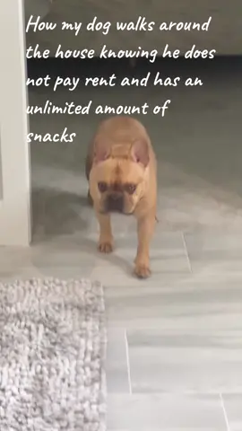 #frenchbulldog #frenchiesoftiktok 
