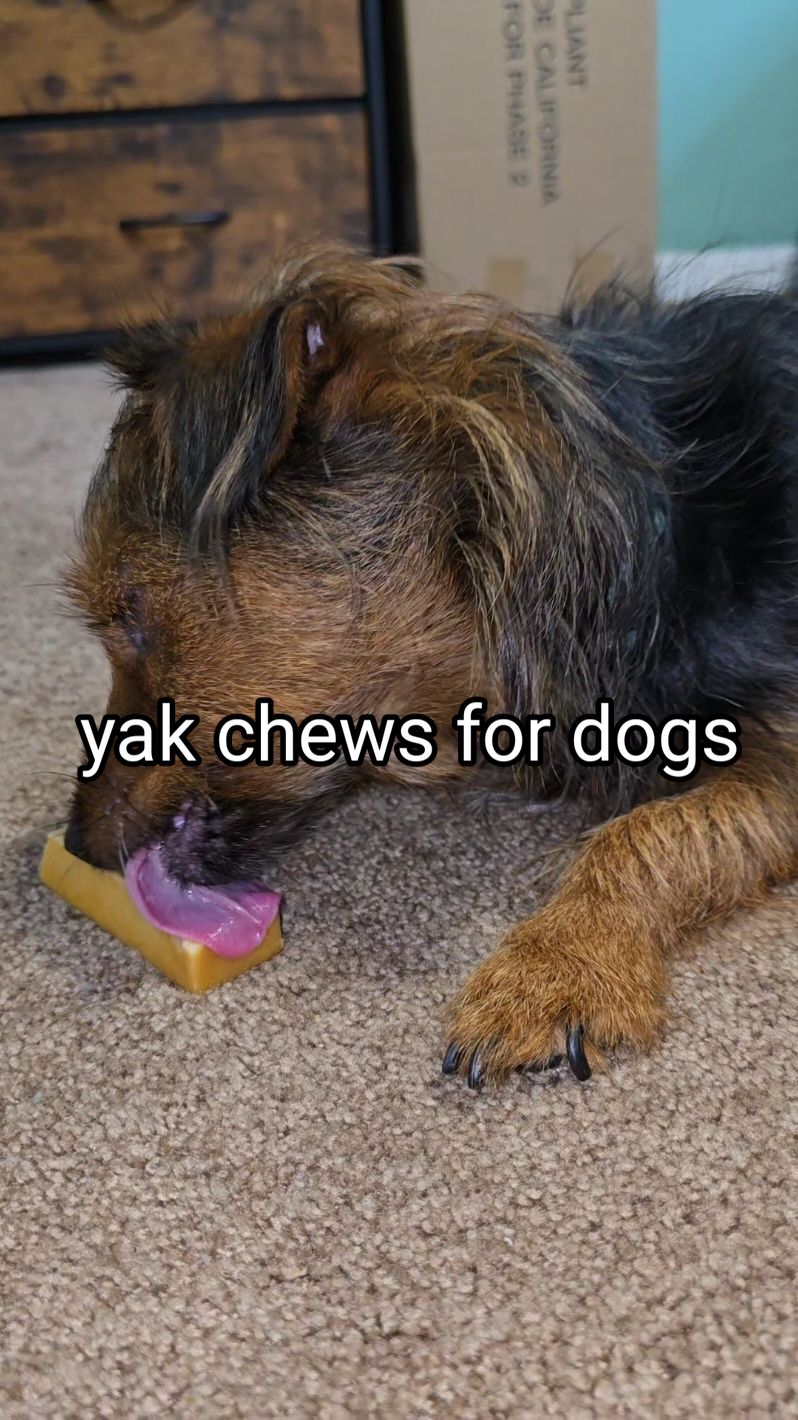 these yak chews are Belle Smell approved! 🐶🫶 #rexipets #amazonfinds #dogchews #yakchews #dogsoftiktok #ugc #ugccreator #ugccontentcreator #contentcreator #amazon #amazonmusthaves #dogmom 