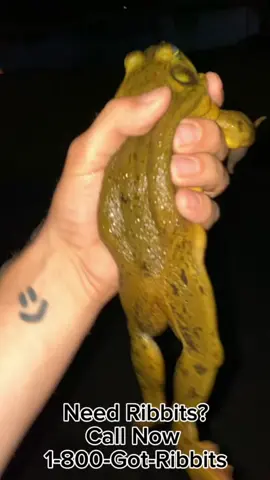 Send this to a friend who needs the ribbits.  #frogs #frogsofinstagram #bullfrog #amphibian #amphibians   #reptile #reptiles #reptilesofinstagram #reptilelover #reptilekeeper #pet #pets #daily #instagram #tiktok #reels #cute #fun #happy #ballpythonsoftiktok #boise #idaho #funny #sorong 