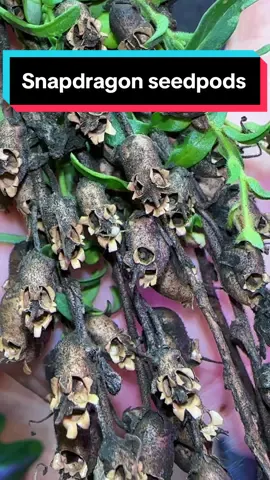 I brought my snapdragon seedpods in so that I could show y'all how they resemble skulls and while videoing, a little friend came out of one of the skull seedpods 🥰🕷️ #skull #snapdragon #spider #seedpod #snapdragonseedpod #snapdragonskulls #nature #seeds 