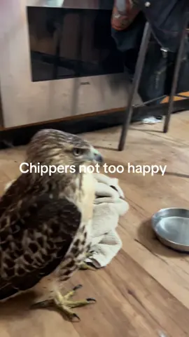 #birdmanbobby1 #birdmanbobby1 #fyp #birdmanbobby1 #rescueanimals 