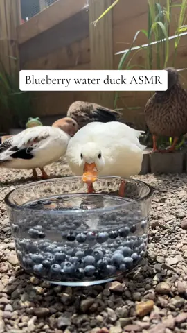 Wild maine blueberries for the call ducks today! #ducks #callducks #duck #asmr #fyp #ducktok🦆 