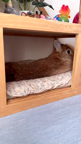 まったり過ごす日🐰 #うさぎ #ネザーランドドワーフ #bunny
