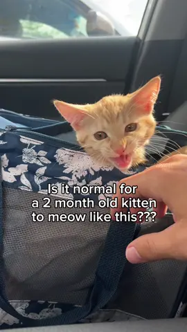 Sounds a bit off but maybe its just me #cats#pets#trendwatch  