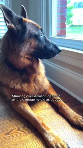 We’ve been very fortunate to work from home and be with Dax 24/7. This surely helped minimize any damage. We were waiting for him to get older to repair everything. Guess it’s time. He hasn’t chewed anything in years. 😊  #germanshepherd #dog #goodboy 