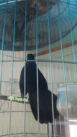 Khướu bạc hót #chimcanh  #khướu  #viethoami 