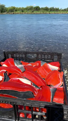 Sockeye salmon! Havest day in Alaska 🔥🔥 #fishing #reels #reel #fishinglife #alaska #reels__tiktok #reels__tiktok #fishtok 
