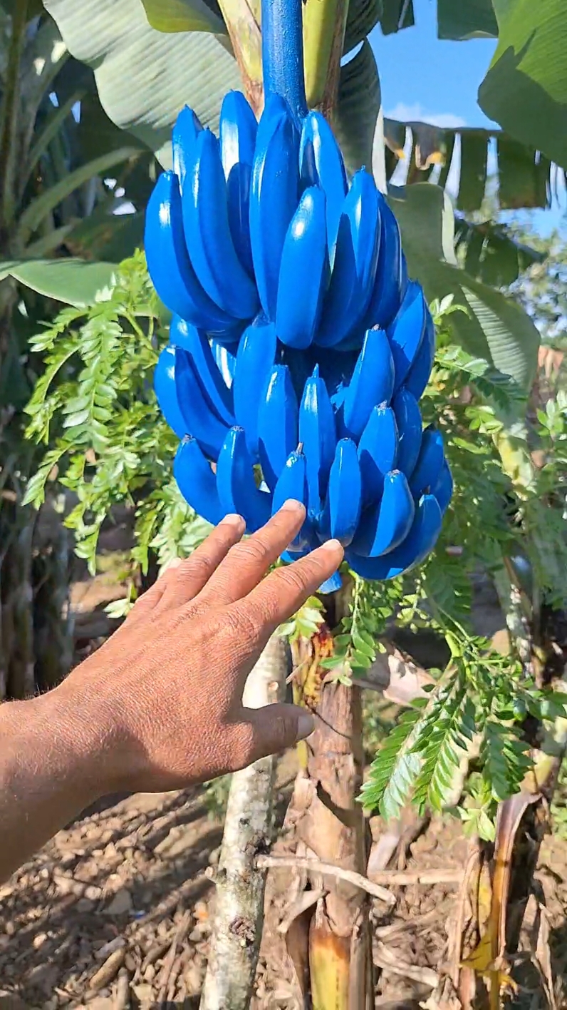 nova variedade de banana #bananeira #banana #natureza #roça #vidanocampo 