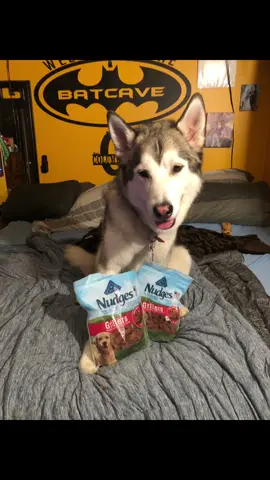 Got a good deal buy one get one free treats Batman loves these treats his favorite @Blue Buffalo #bluebuffalo #dogtreats #dogtreatsdeals #husky #huskylife 