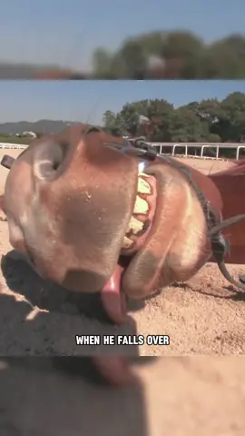 “Bro,I’m playing dead!” This horse deserves an Oscar.🐴🏆#tiktok #fyp #foryou #animals #horse #funny 