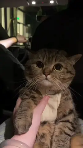 The driver is definitely traumatized 😂 #trending #fyp #cat