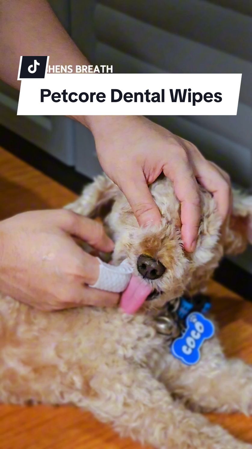 No malansa and amoy imburnal na hininga for our furbabies. 😂🐶🐈 #petcore #petessentials #petdentalwipes #petteethcleaning #pettoothbrush 