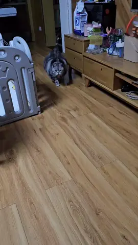 #animal #funny #funnyvideos #catfunny #meomeo 