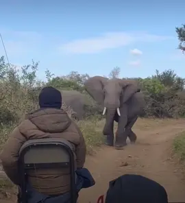 😮😱🐘🐘🐘🐘🐘 #elleafricasafaris #safari #gamedrive #africanwildlife #animal #elephant 