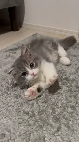 かわいいって言葉じゃ収まりきらないよね？？(^^)#ミヌエット #猫のいる暮らし #子猫