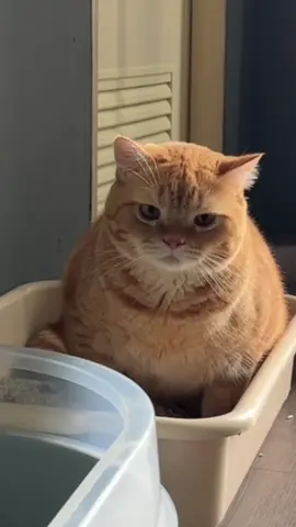 อึ่งไข่สีส้มมม #มุมิแมว🍊 #แมวอ้วน #แมวส้ม 