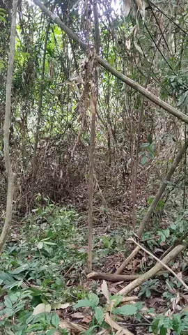 buka lahan baru buat tanam sawit