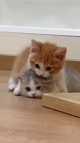 #cuteanimals #cute #cutecat #funnycat #cat 