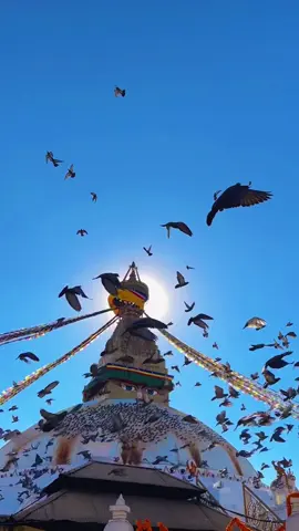 Wings of peace at Boudhanath Stupa. 🙏🏼 #nepal #boudha #boudhanath_stupa #lovenepal #fyp #peace #peacefulmoments #slowmotion #nepaldiaries  