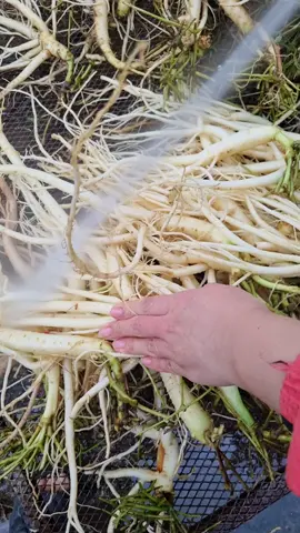 rửa sâm dây ngọc linh cho khách .sâm 8 và 10#hoanglannongsankontum 