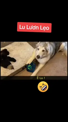 #VoiceEffects #tiktokxuhuong2024 #funnyvideos ##sieuhaihuoc #yeudongvat🇻🇳❤ #cuoibebung123 #videohay #thanhlongtieng 