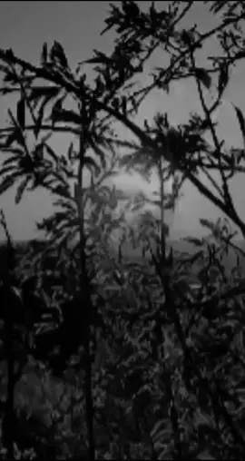 #اشخيركم#اخر_اشي_نسختو💭🥀 #اغاني_عراقيه #foryou #fyp 