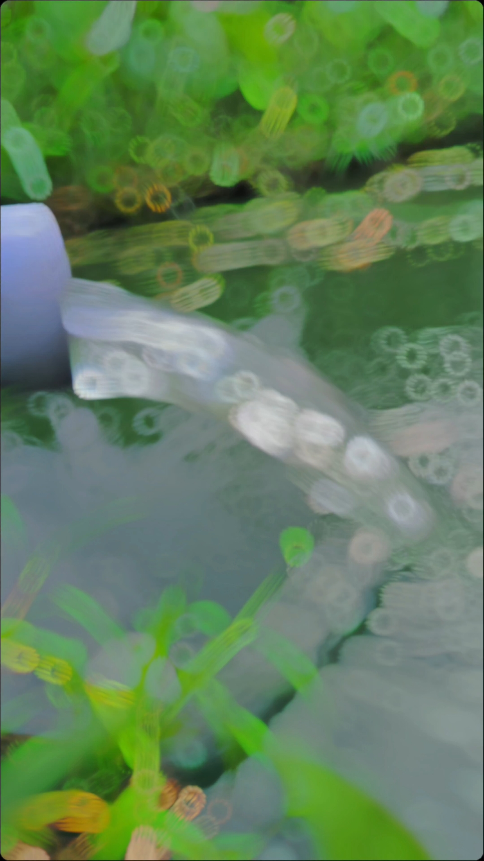 #gurame #pengusaha #pengusahamuda #petanimuda #bosmuda #petaniikan #zxycba #pengusahasukses #fyp #fypシ #vibes #CapCut 