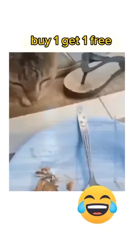 pinter bngeet 😂 #fypage #fyp #meme #cat #animals #kucing 