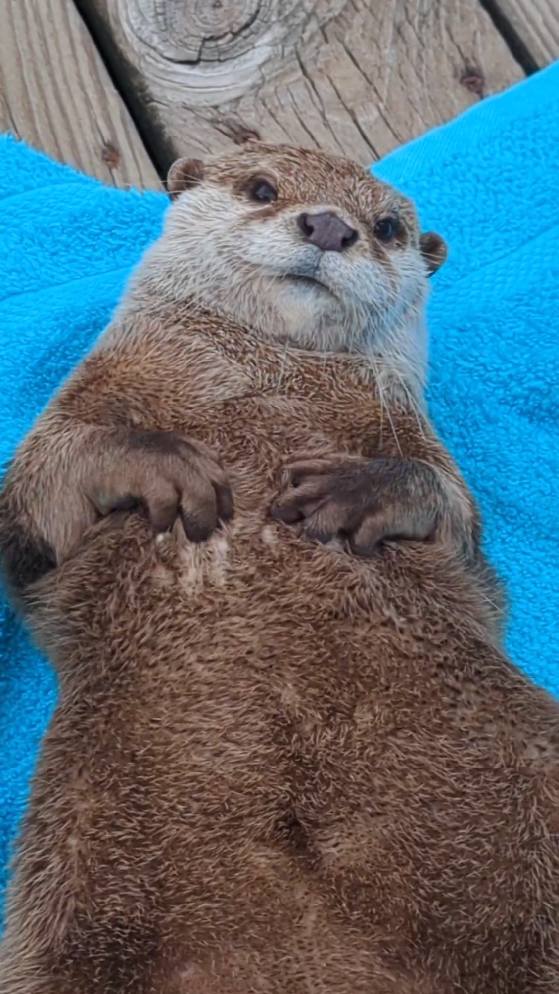 Happy #TowelTimeTuesday! Did you know after every otter swim the boys LOVE to wiggle, wiggle, wiggle, wiggle, wiggle on beach towels? Give Poseidon a paw in one of our swims before our summer spots are gone! 🧻🦦💦🦦🧻 𝗢𝘁𝘁𝗲𝗿 𝗦𝘄𝗶𝗺 𝗧𝗶𝗰𝗸𝗲𝘁𝘀: www.CoastalWilds.org/os 𝗞𝗶𝗱-𝗙𝗿𝗶𝗲𝗻𝗱𝗹𝘆 𝗢𝘁𝘁𝗲𝗿 𝗦𝘄𝗶𝗺 𝗧𝗶𝗰𝗸𝗲𝘁𝘀: www.CoastalWilds.org/kfos #Poseidon #asiansmallclawed #otter #otterlife #swim #OtterSwim #SummerFun #TowelTime #Towel #TowelTuesday #Tuesday #Wiggle #wigglewigglewiggle #AnimalAmbassador #WildlifeEducation #GetWild