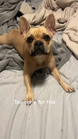 Something lit a fire under her butt… #foryou #fypage #foryoupage❤️❤️ #viral #trending #frenchbulldog #frenchie #zoomies #PetsOfTikTok 