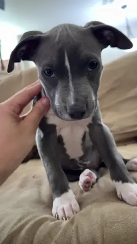 #asmr #mlems #puppy #asmrrelax 