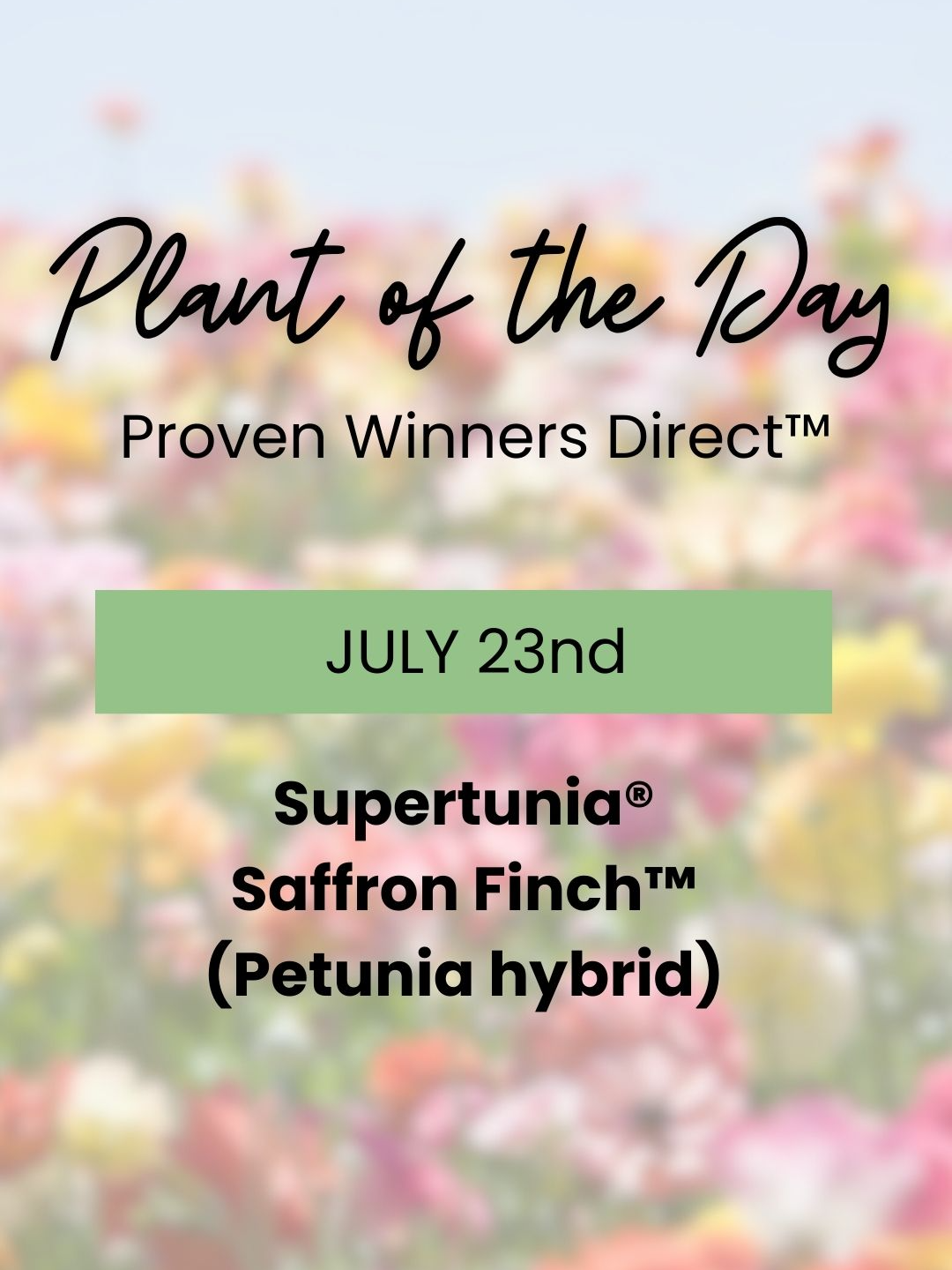 Today's Plant of the Day is the vibrant Supertunia® Saffron Finch™ (Petunia hybrid). This beauty brings a splash of sunshine to any garden with its stunning yellow blooms! 🌞✨ Perfect for hanging baskets, containers, and garden beds, Supertunia® Saffron Finch™ is a must-have for your summer garden. 🌿💛  #PlantOfTheDay #Supertunia  #GardenInspiration #FlowerPower #SummerGardening #plantsoftiktok #gardening