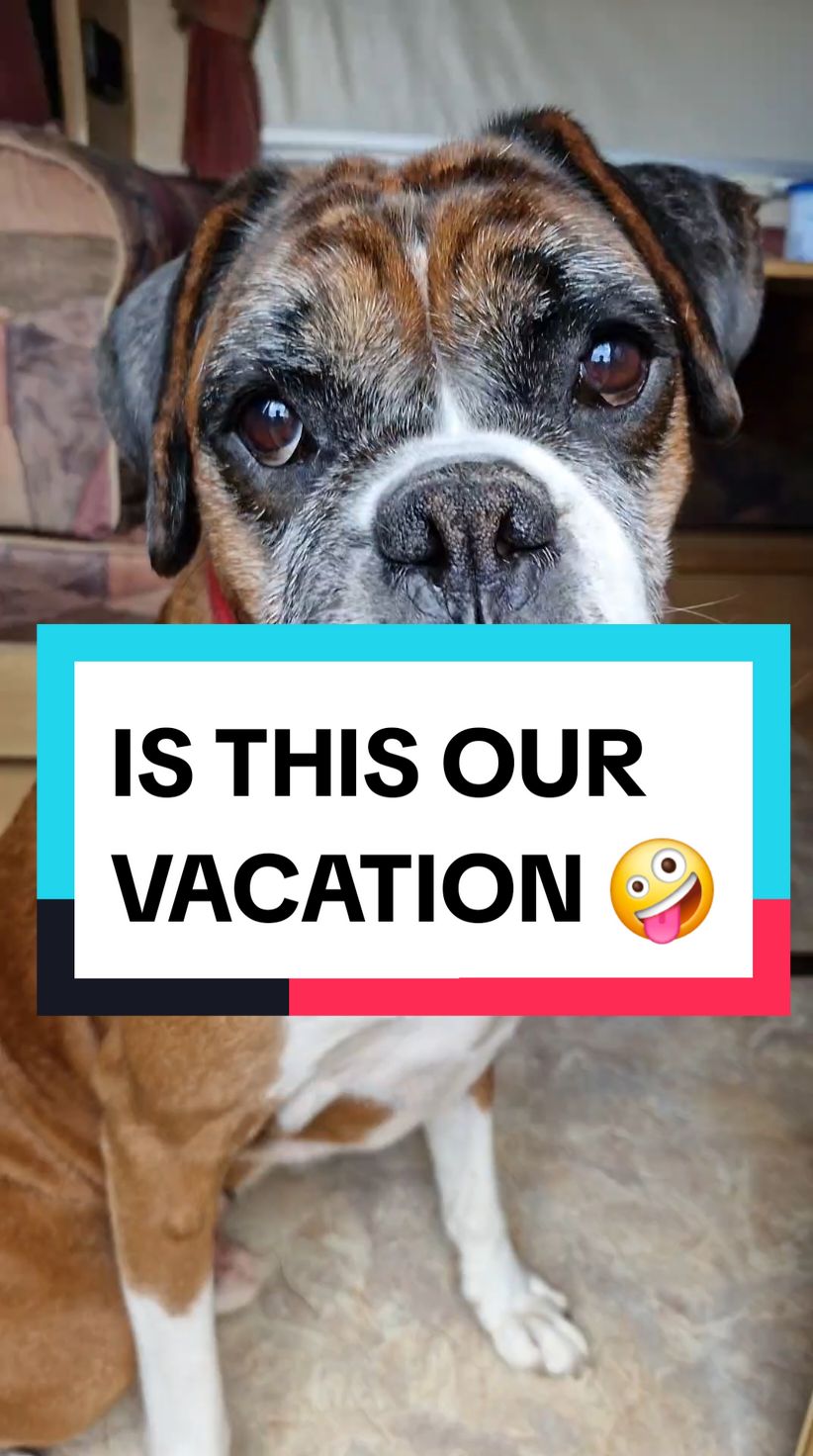 when your 25yr old camper becomes a funny tiktok and your dog isn't impressed with being used #boxersoftiktok #vacation #camper 