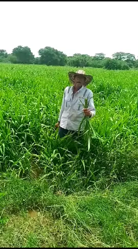 Aunque sufriendo te olvido.  #losbetos #juglares #campo #seguidores #seguir #parati 