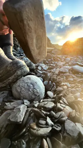 Here is a naturally spherical stone that we found! It was in a loose shale slab after falling from the cliff onto the beach... Once extracted we opened it up with our hammer… Inside the nodule, some stunning eleganticeras ammonites along with some dmall bivalve shell fossils from the Jurassic 🐊🔨 These ammonites are around 185 Million Years Old and looked a little like modern day squid! They would have swam the seas as prey for Ichthyosaurs, Plesiosaurs and Marine Crocodiles! 🦑 They are one of the most common types of fossils to find in our area however there are particular ammonite variations which are incredibly rare! #natural #nature #fossil #fossils #ancient #animals #art #ammonite #ammonites #dinosaur #scientist #minerals #paleontology #whitby #geologist #dorset #geology #charmouth #jurassic #yorkshire #fyp 