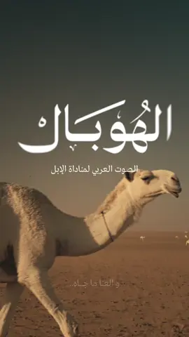 الهوبــــال … بوح العربي واستجابة الإبل 🐪✨ #تحدث_العربية  #عام_الإبل_2024  #fypシ #اكسبلورexplore #اكسبلور #fyp 