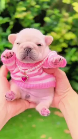#french #animals #pet #frenchies #pets #PetsOfTikTok #frenchiebaby #cute #cutepet #cutebaby #pup #frenchbulldog #puppy #puppy #frenchies #puppies #puppytiktok #frenchiepuppies #dog #doggo #frenchiepuppy #doglove #fun #funnyvideo #dogsoftiktok #fyp 