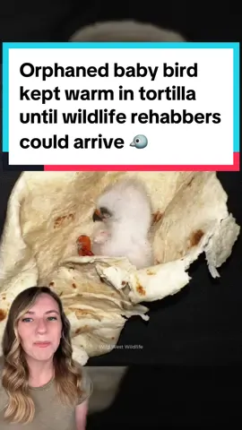 A baby bird, now named Taquito, was found all alone at a Texas backyard barbecue, and kept warm in a flour tortilla until wildlife rehabbers could arrive. 🐦 The Mississippi Kite was taken to the Wild West Wildlife Rehabilitation Center, where she is making great progress and is expected to be released back into the wild once she reaches maturity and can survive on her own. ❤️ Note: If you find a baby animal that you think needs help, remember to always call wildlife experts for advice! In this case, Taquito was in fact too young to be alone and out of her nest and her parents were no longer around. 🪹 However, in some cases, juvenile birds may just be learning to fly and their parents may still be nearby. Birds of prey can be aggressive when protecting their young, so it’s always best to seek expert advice! 🦅 📸Wild West Wildlife Rehabilitation Center / Katie Adlong / Katie Adlong via storyful (licensed) #birds #birdrescue #birdsofprey #mississippikite #wildlife #wildliferescue #animals #goodnews