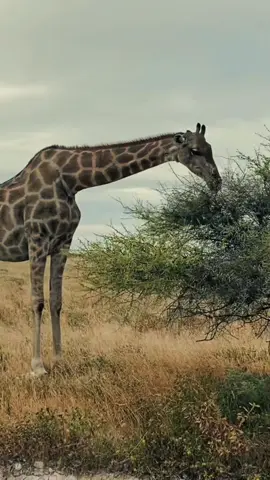 follow me for more amazing travel content 🫶 #travel #southafrica #safari #tipstravel  