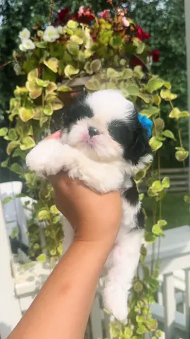 Meet Panda, our 6-week-old handsome boy who's found his forever home! 🐾💖 At this age, Shih Tzu puppies start to show their sweet personalities and explore the world with curiosity. Panda is already a little sweetheart, full of love and joy. We're so happy to see him grow and thrive!  #shihtzudaily #shihtzulover #myshihtzu #ilovemyshihtzu #shihtzu #shihtzuforsale #shihtzulovers #shihtzupuppy #shihtzusoftiktok #shihtzunation #shihtzuworld #shihtzuclub #shihtzu_feature #puppiesofinstagram 