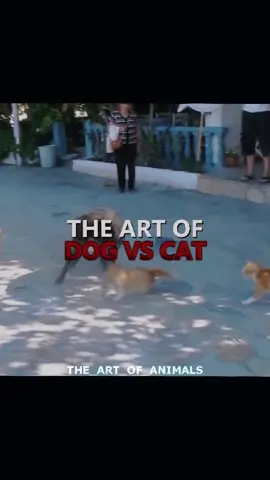 Dog vs Cat. #animaleditz #edit #animaledit #polarbear #kodiakbear #animaldebate #seal #momentsbeforedisaster 