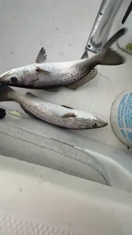 We were on a boat…..🎣🐟🎣 #mobilebay #pointclearalabama #fairhopealabama #fairhopefishingcompany #fishalabama #summertime #alabamatourism #inshorefishing #saltwaterfishing 