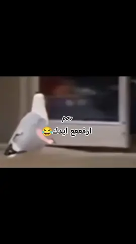 هنه جبيسات😂💔 #ادعموني_متابعه_ولايك_الاكسبلور #شعب_الصيني_ماله_حل😂😂 #لايك_بروح_امك😂 #رياكشنات 