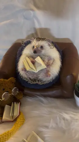 Do not interrupt me during my nighttime routine!  🎥: @lycheeguavahedgehogs via instagram #hedgehog #cuteanimals #petsofinstagram #animallovers #hedgehogs #adorable #cutepets #petstagram #hedgehoglove #hedgehoglife #emporiumpets