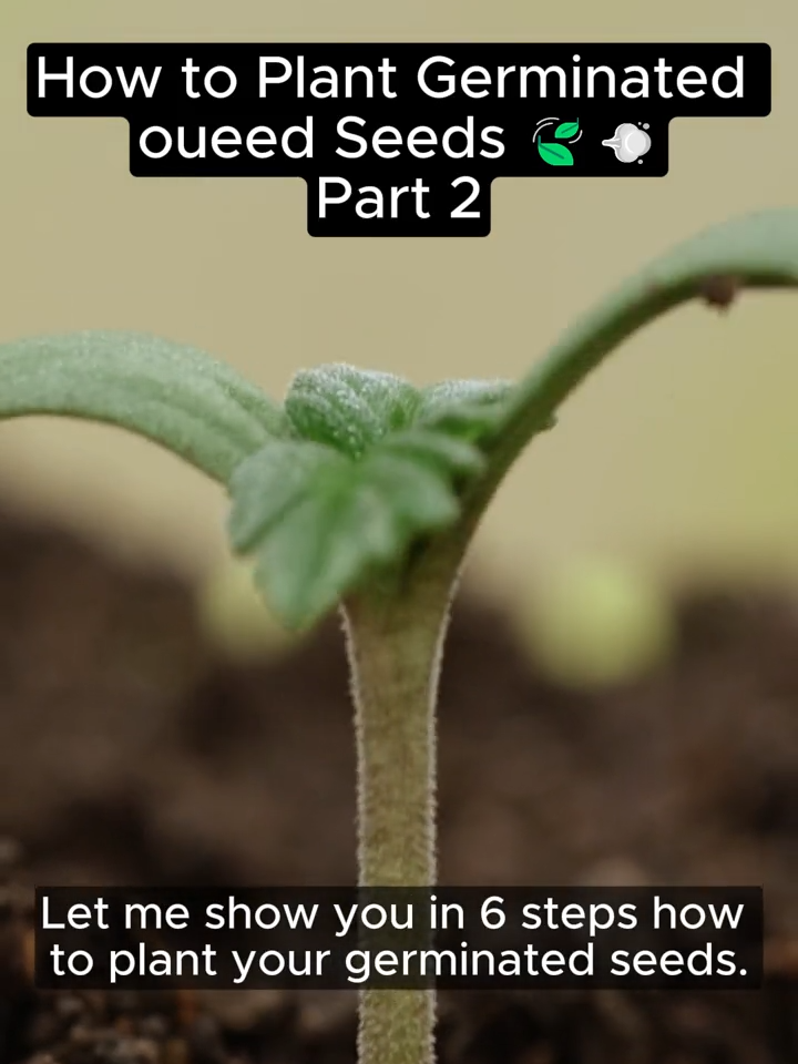 🌱 Ready to plant your germinated seeds? Follow these 6 simple steps to give your seedlings the best start! Stay tuned for more gardening tips and tricks. #GardeningTips #SeedStarting #GreenThumb #HomeGarden #GrowYourOwn #PlantParent #OrganicGardening #GrowersChoice