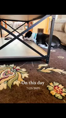 He was so wittle 🥹#onthisday #fyp #foryoupage #cute #dog #puppy  