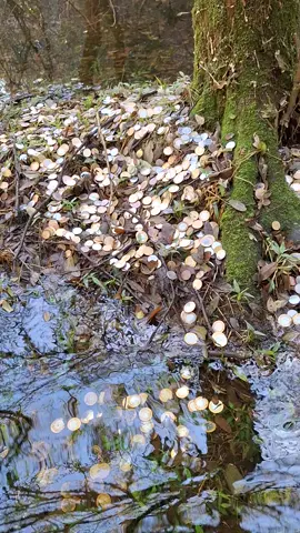 #MOEDAS #SATISFYING #TESOURO #GOLDEN #LAGO 