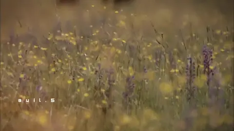 ( 🤍🌷 ) #اكسبلورexplore #تصميمي #لايك__explore___ #كف_العتب #عبدالله_لافي_الطرفاوي 