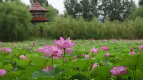 #hoasen #lotus #binhyen #nhenhang #fyp 